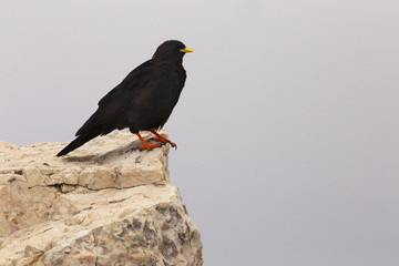 Chough standing on the limestone rock
