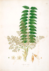 Botanical illustration.
