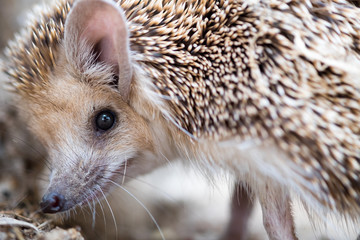 cute macro photography of hedgehog walk in city park © vadiml