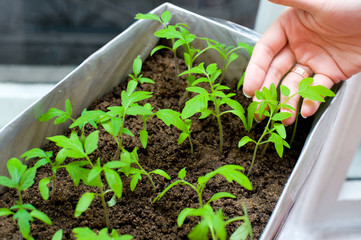 seedlings in female hands