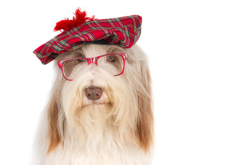 Bearded Collie with a Scottish baret and glasses