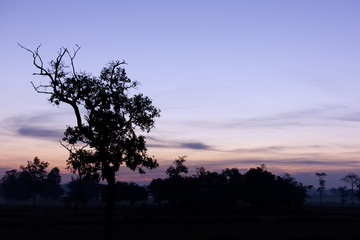 Silhouette of the tree at dusk with sky.