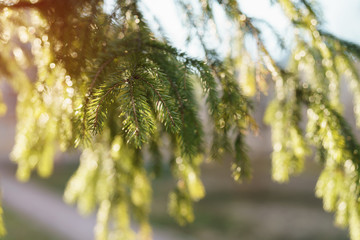 fir branch in morning sunlight in spring