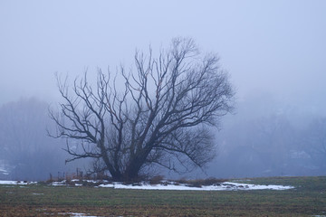 beautiful spreading tree in a field in a foggy winter day