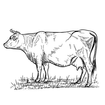 Hand drawn cow illustration on white background.Design elements for logo, label, emblem, sign.