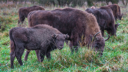 Wisent - European Bison