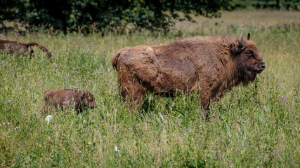 Wisent - European Bison