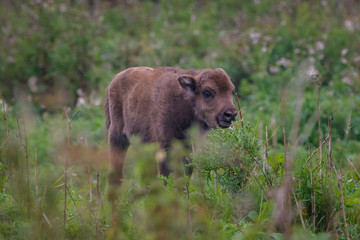Fototapeta premium Wisent - European Bison