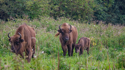 Wisent - European Bison