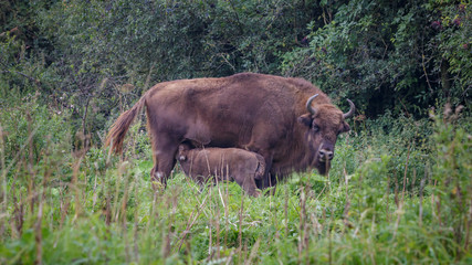 Wisent - European Bison