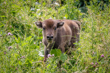 Wisent - European Bison