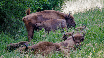 Fototapeta premium Wisent - European Bison