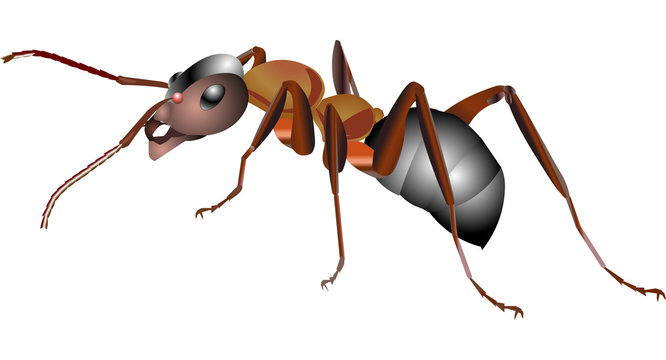 Ant cartoon Isolated vector illustration