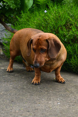 Red-haired dog on a background of green grass. Red-haired dachshund.