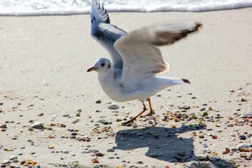 Birds of white color fly on the coast