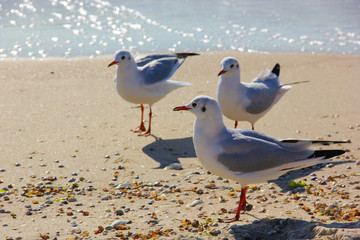 Three white sea birds stand on wet sea sand