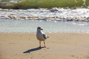 The bird walks along the beach of the sea sand