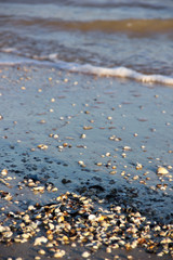 Sandy beach with seashells