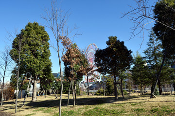 台場 センタープロムナード芝生