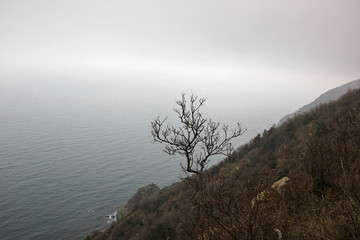 Tree on the slope. One tree grows on a mountain slope and the seashore.