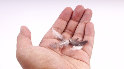 Bird feather in hand palm