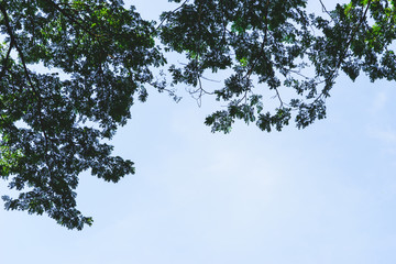 Outdoor tree on sky background