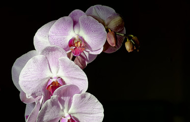 Phalenopsis type orchid branch on dark background