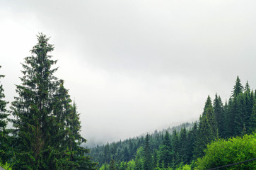 Mountain forest, the tops of the trees and free space.