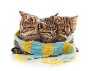 Kittens in a scarf.