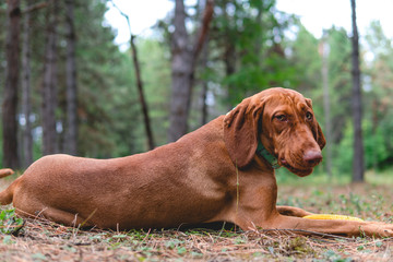 Hungarian Vizla dog in forest summer day