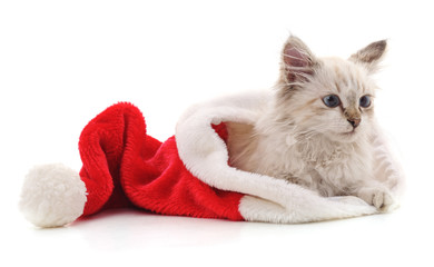 Kitten in Christmas hat.