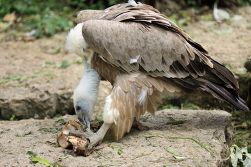 repas de vautour fauve