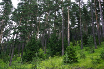 Fototapeta premium Forest