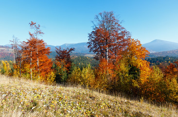 Fototapeta premium Morning autumn Carpathians landscape.
