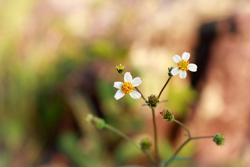 forest flower with dew in the morning.