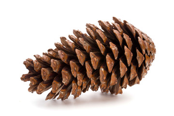 Christmas pine cone on white background.