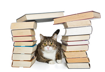 Cat sitting in the house of books