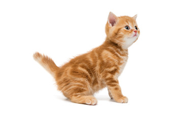 British kitten is orange in color