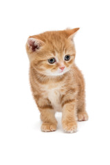 British kitten is orange in color