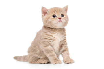 British kitten beige color