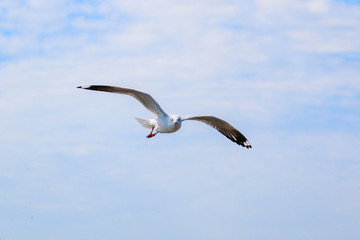 Close up seagull flying in the sky.