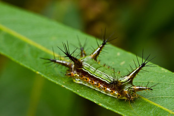 Stinging Nettle Slug Caterpillar นื เพำำื สำฟด