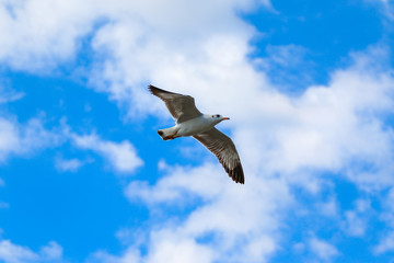 Close up seagull flying in the sky.