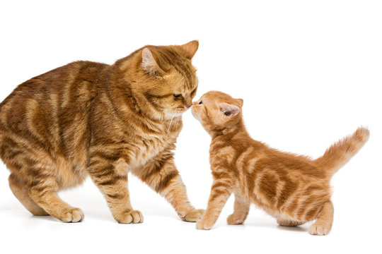 British Adult Orange Cat And Little Kitten