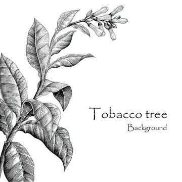 Tobacco tree hand drawing vintage style,Tobacco tree background