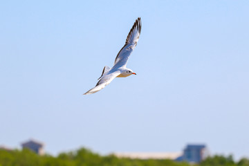 Fototapeta na wymiar Close up seagull flying in the sky.