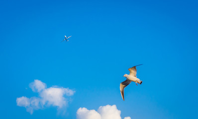 Seagull on the flight along with a mechanical flight up above in the sky.