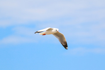 Fototapeta na wymiar Close up seagull flying in the sky.