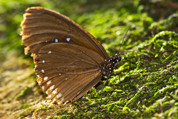 Fototapeta na wymiar Butterfly sitting on wet stone