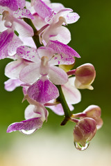 Fototapeta na wymiar Close uo violet orchid
